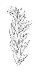 Brachythecium rutabulum,  branch detail. Drawn from B.H. Macmillan 87/58, CHR 413402.
 Image: R.C. Wagstaff © Landcare Research 2019 CC BY 3.0 NZ